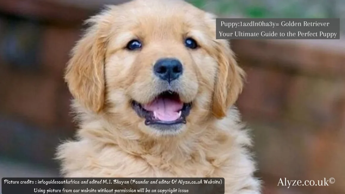 From Adorable to Amazing: puppy:1azdln0ha3y= golden retriever